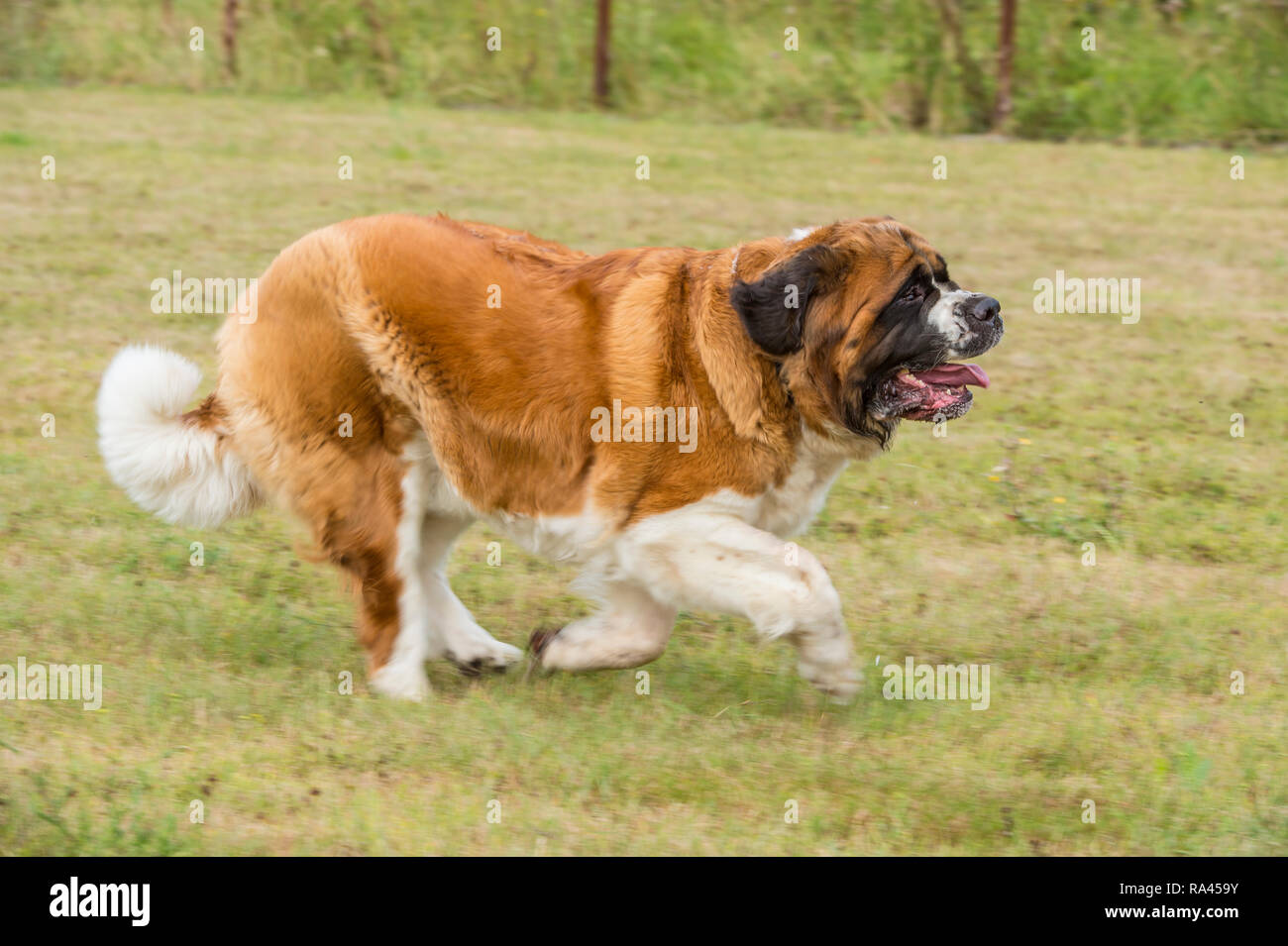 St Bernard Dog läuft Stockfoto