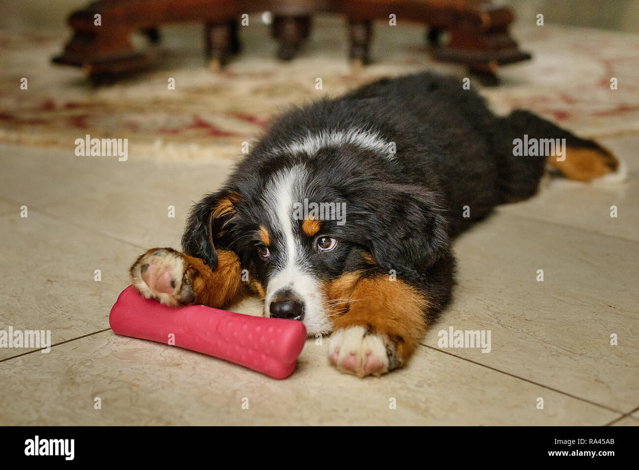 Ruhige Und Entspannte Berner Sennenhund Welpen Stockfoto Bild