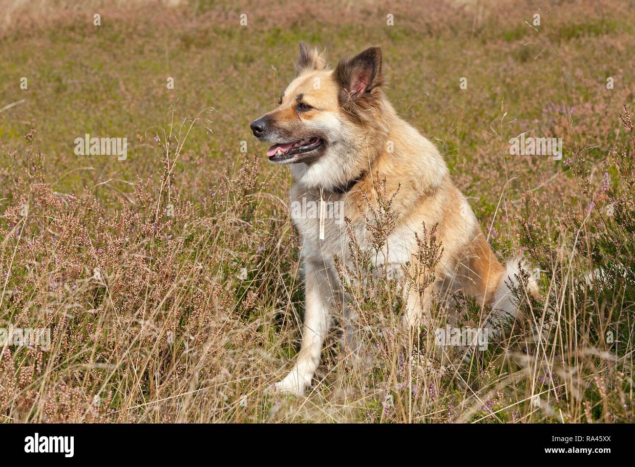 Schäferhund, Lüneburger Heide in der Nähe von Wilsede, Niedersachsen, Deutschland Stockfoto