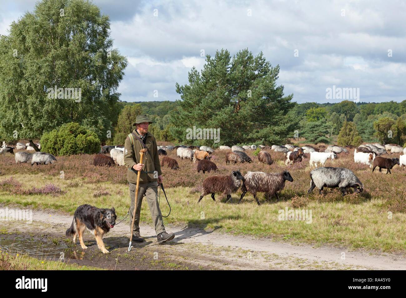 Hirte mit Hund und Schaf, Lüneburger Heide Wilsede, Niedersachsen, Deutschland Stockfoto