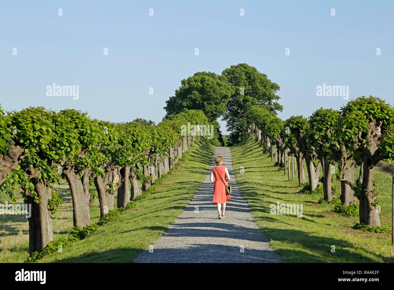 Die Frau im roten Kleid auf feston Avenue, gemeinsame Lime Tree, Lindenallee in der Nähe von Schloss Bothmer Klützer Winkel Stockfoto