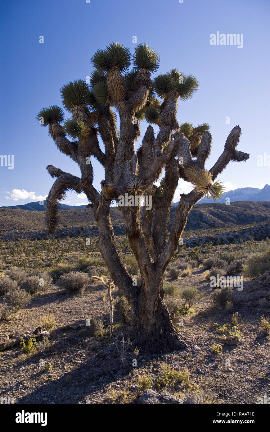 Joshua Bäume (Yucca Buergeri) auch als Yucca Palmen bekannt, an den Hängen des Mt. Charleston, der höchste der Spring Mountains in Nevada. Stockfoto