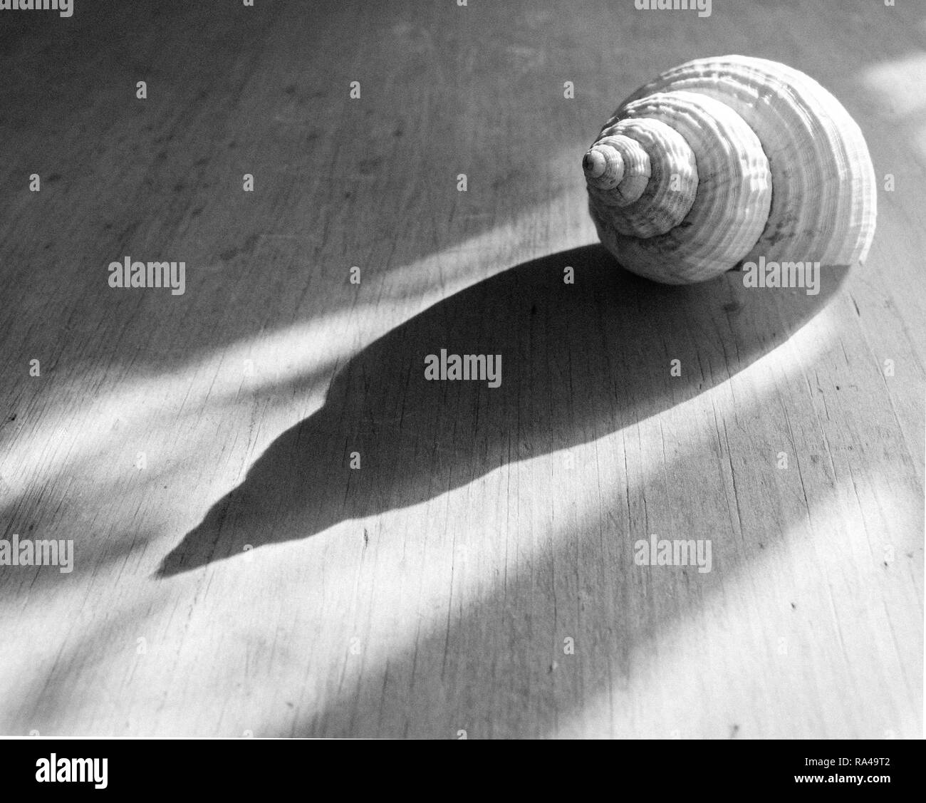 Shell Schatten Stockfoto