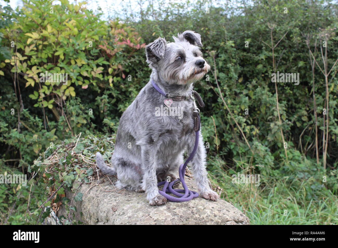 Schnoodle (Kreuzung zwischen einem Zwergschnauzer und einen Pudel) mit Schlappohren genannt Tilly sich erholend auf einem Spaziergang in der Nähe von Harton, North Yorkshire Stockfoto