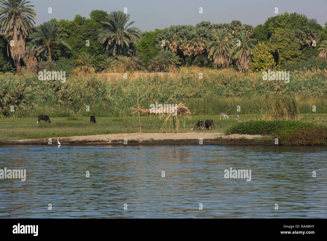 Blick über den großen breiten Fluss Nil in Ägypten durch ländlichen Bauernhof Feld Landschaft Landschaft mit Kühe Stockfoto