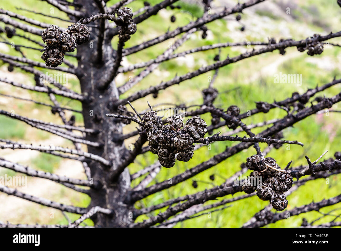 Nahaufnahme der verkohlten Zweigen und Stamm eines Cypress Tree von einem wildfire vor einem Jahr im Massif des Calanques in der Nähe von Marseille, Frankreich verbrannt. Stockfoto