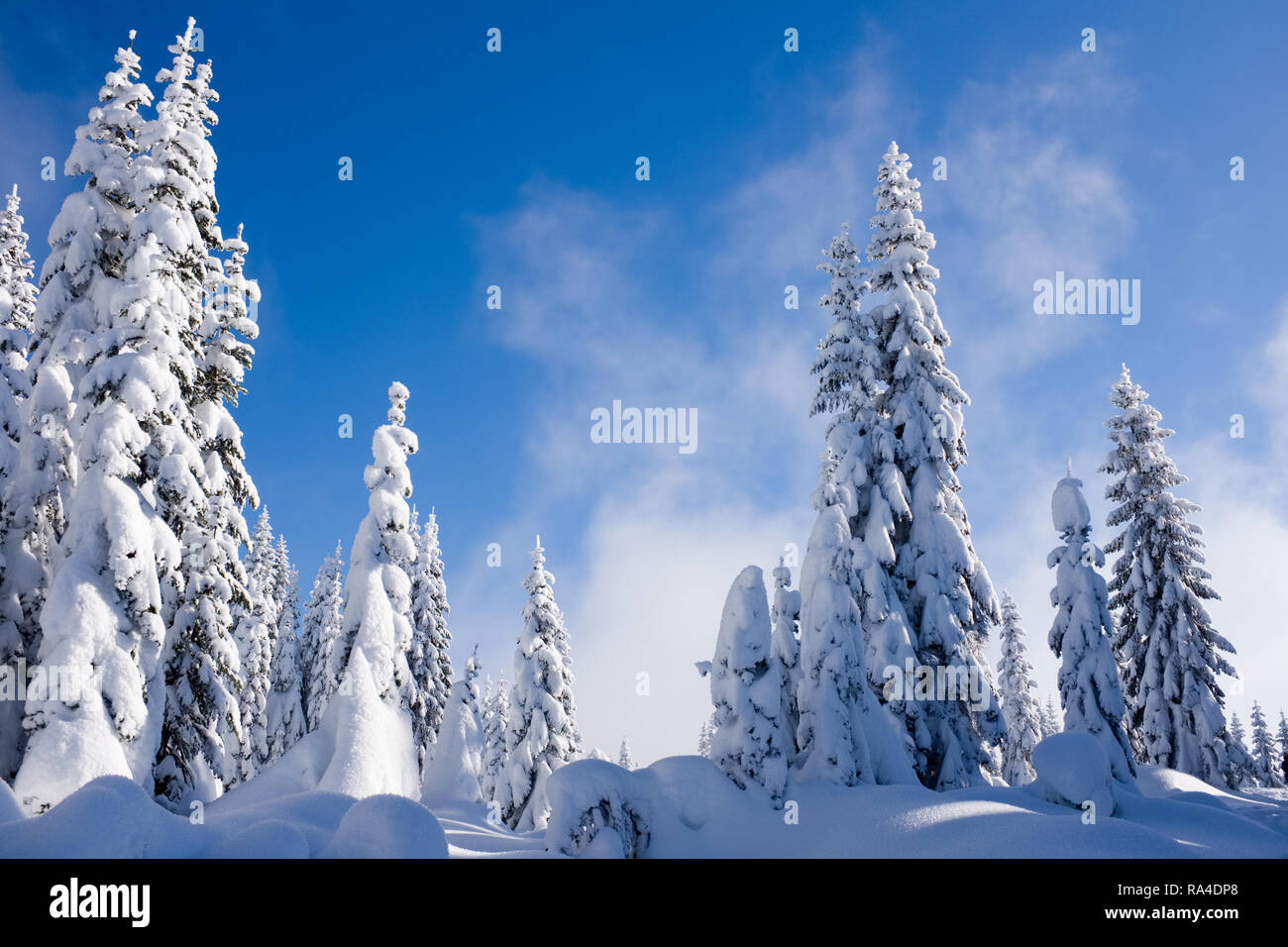 Schnee bedeckte subalpinen Wald, zentrale Cascade Mountains, Washington State, USA Stockfoto
