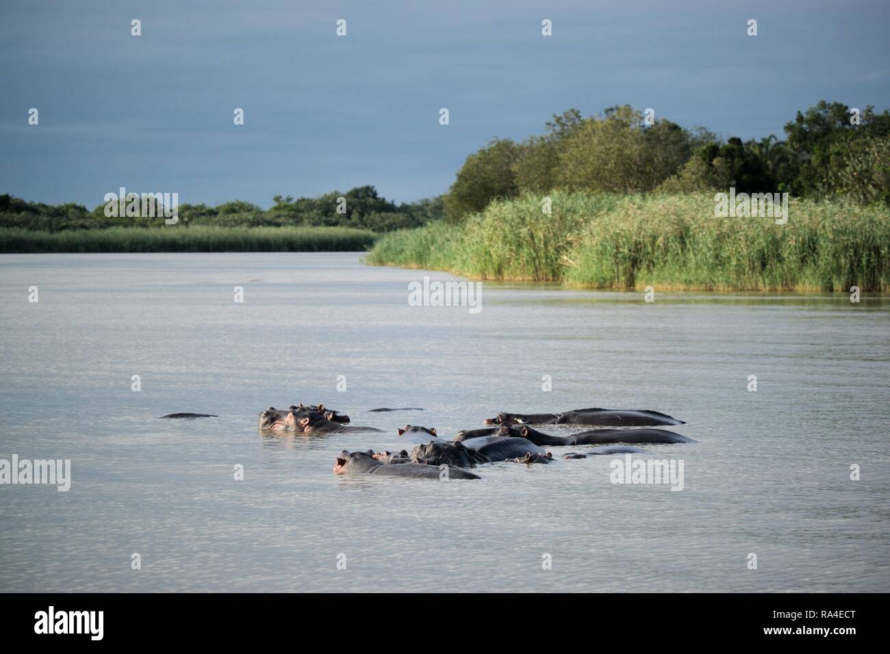Gruppe Flusspferde (Hippopotamus amphibius) im Fluss, St. Lucia, KwaZulu Natal, Südafrika Stockfoto
