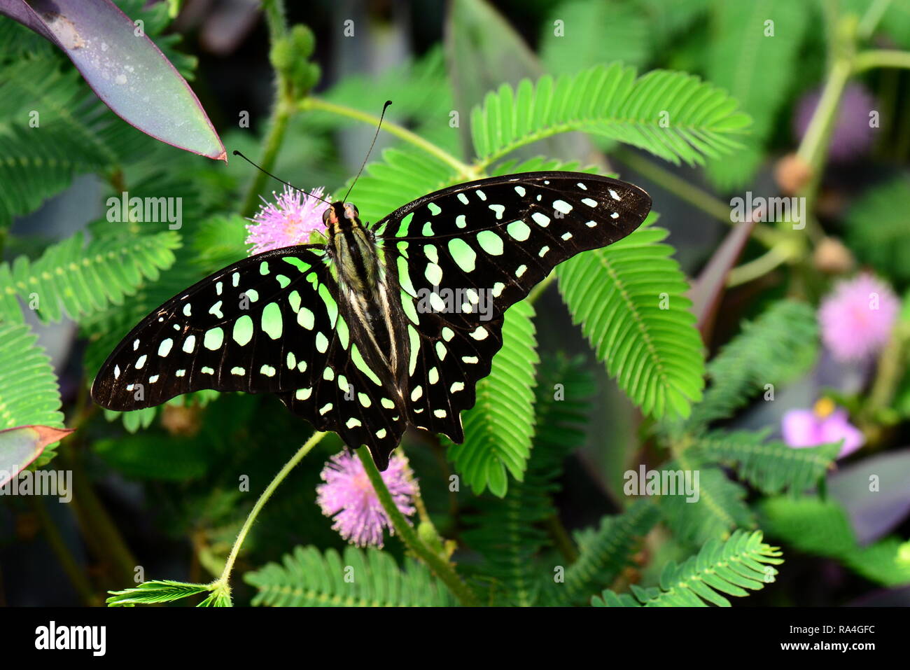 Ein tailed Jay Schmetterling landet in die Gärten. Stockfoto