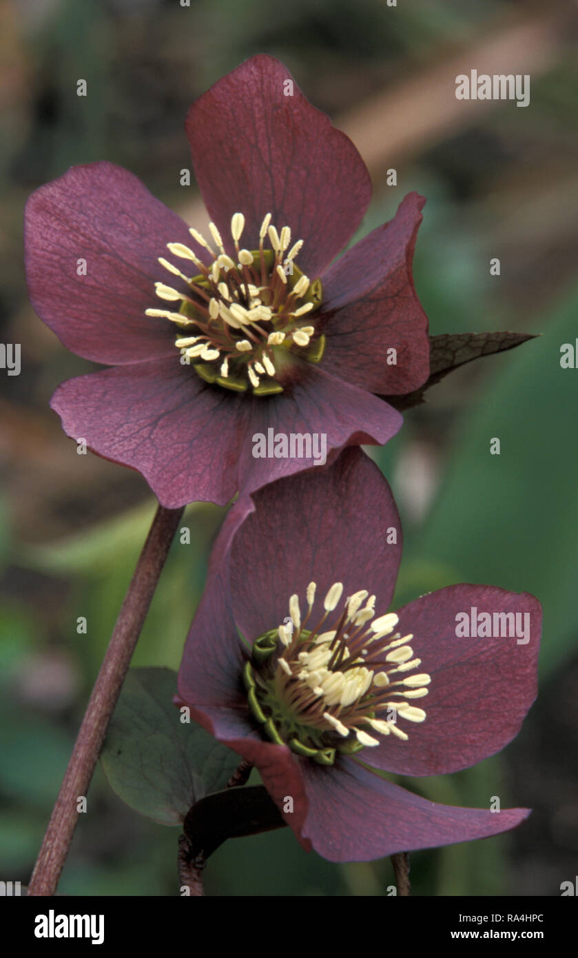 HELLEBORUS ORIENTALIS „ROTE DAME“ (AUCH BEKANNT ALS WINTERROSE ODER FASTENROSE). Stockfoto