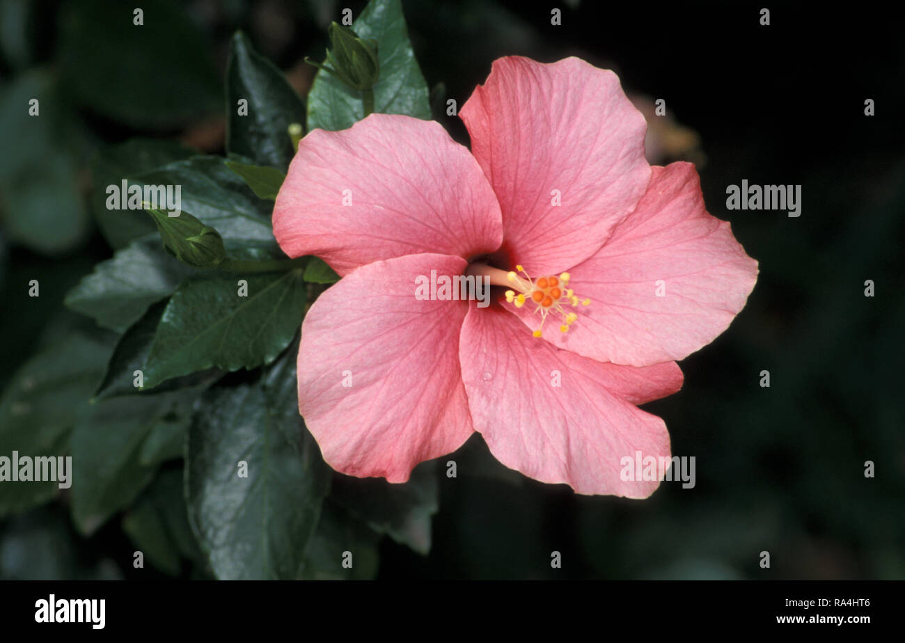 ROSAFARBENE HIBISKUSBLÜTE (HIBISCUS ROSA-SINENSIS) Stockfoto