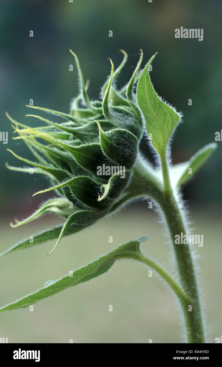 Ungeöffnete Sonnenblume (Helianthus annuus) Stockfoto