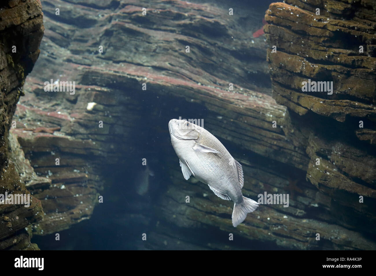 Schwimmen Fische mit interessanten uw-Licht. Aquarium Foto. Stockfoto