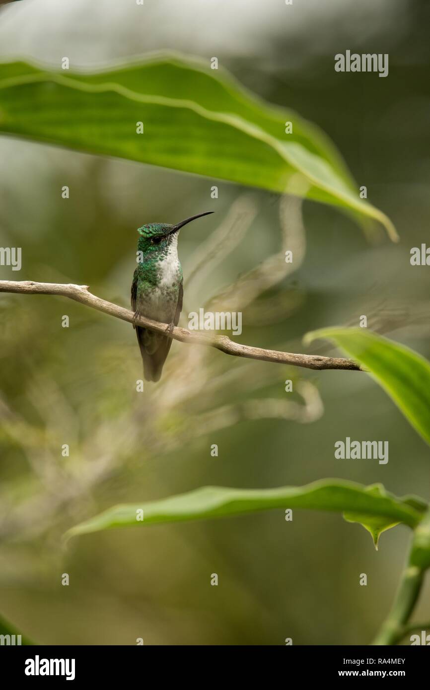 White-chested Emerald sitzen auf Niederlassung in Garten, Vogel aus Karibik tropischer Wald, Trinidad und Tobago, schöne kleine Kolibri, exotische Advent Stockfoto