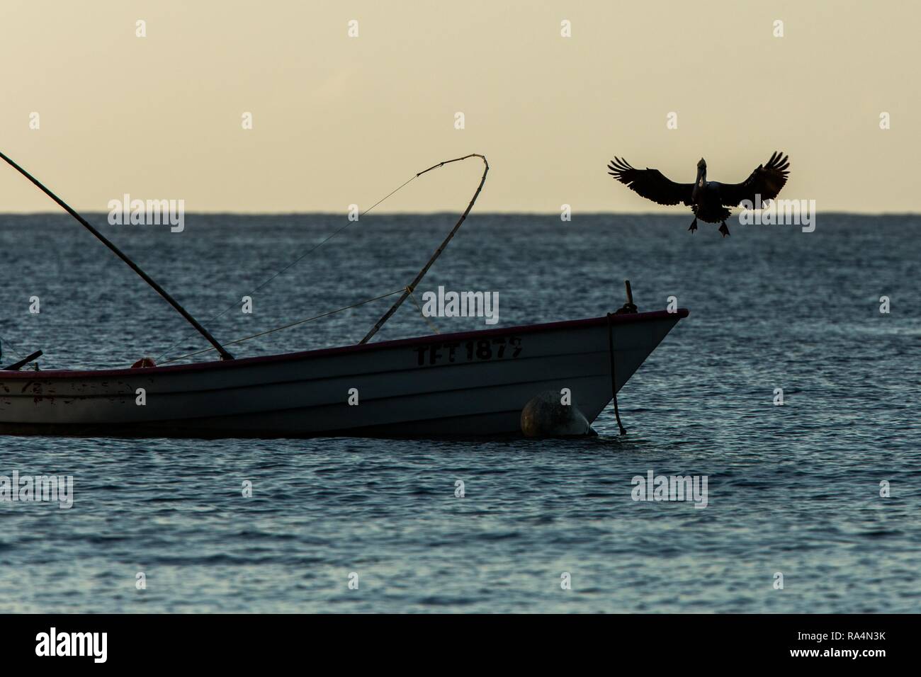 Brauner Pelikan, Pelecanus occidentalis Fliegen mit ausgestreckten Flügeln und Landung auf dem Boot der Fischer, Tobago Insel. Wildlife Szene aus Karibischen nat Stockfoto