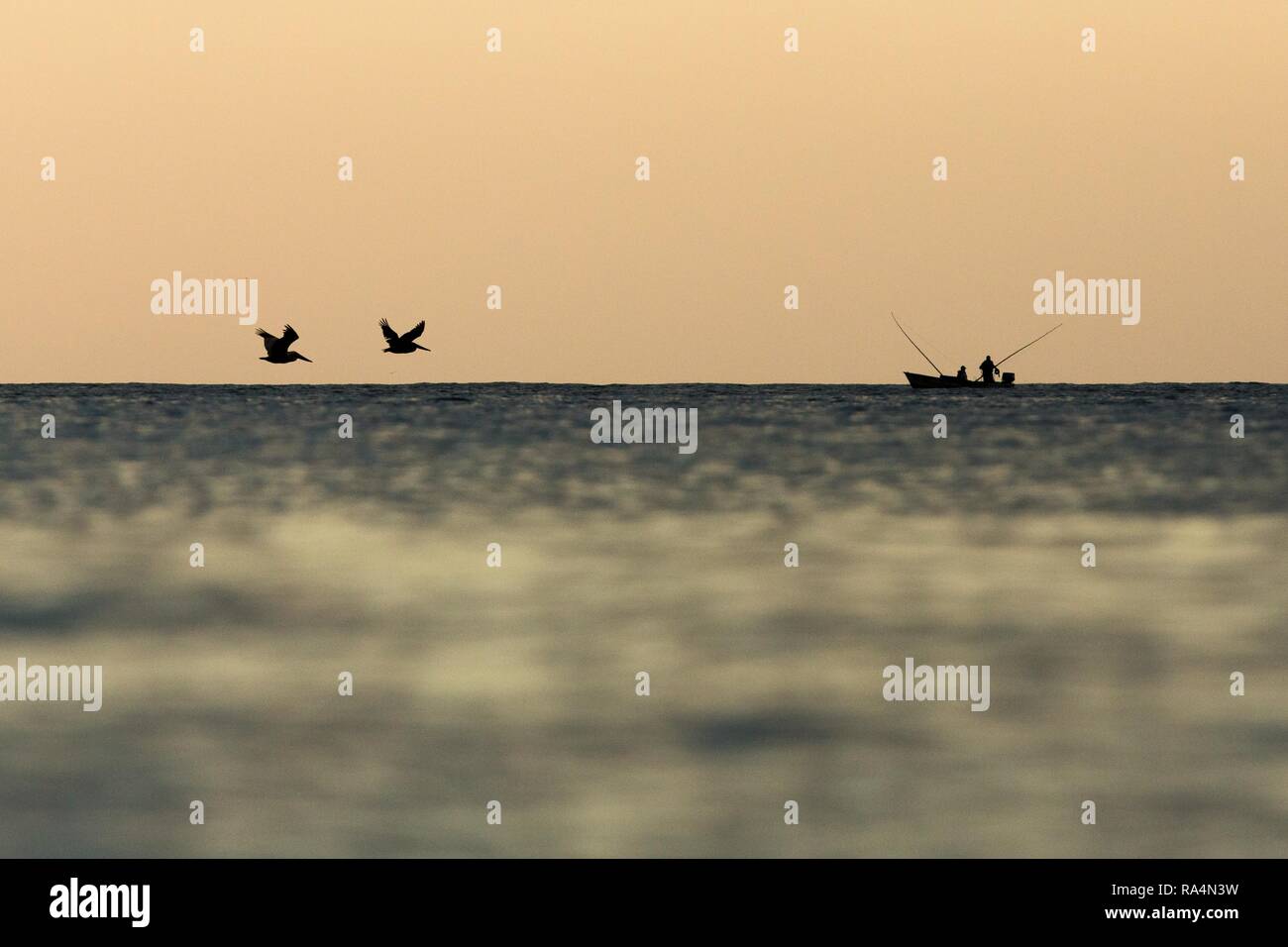 Brauner Pelikan, Pelecanus occidentalis Fliegen mit ausgestreckten Flügeln am Horizont zum Boot der Fischer, Tobago Insel. Karibische Natur, exotische Stockfoto