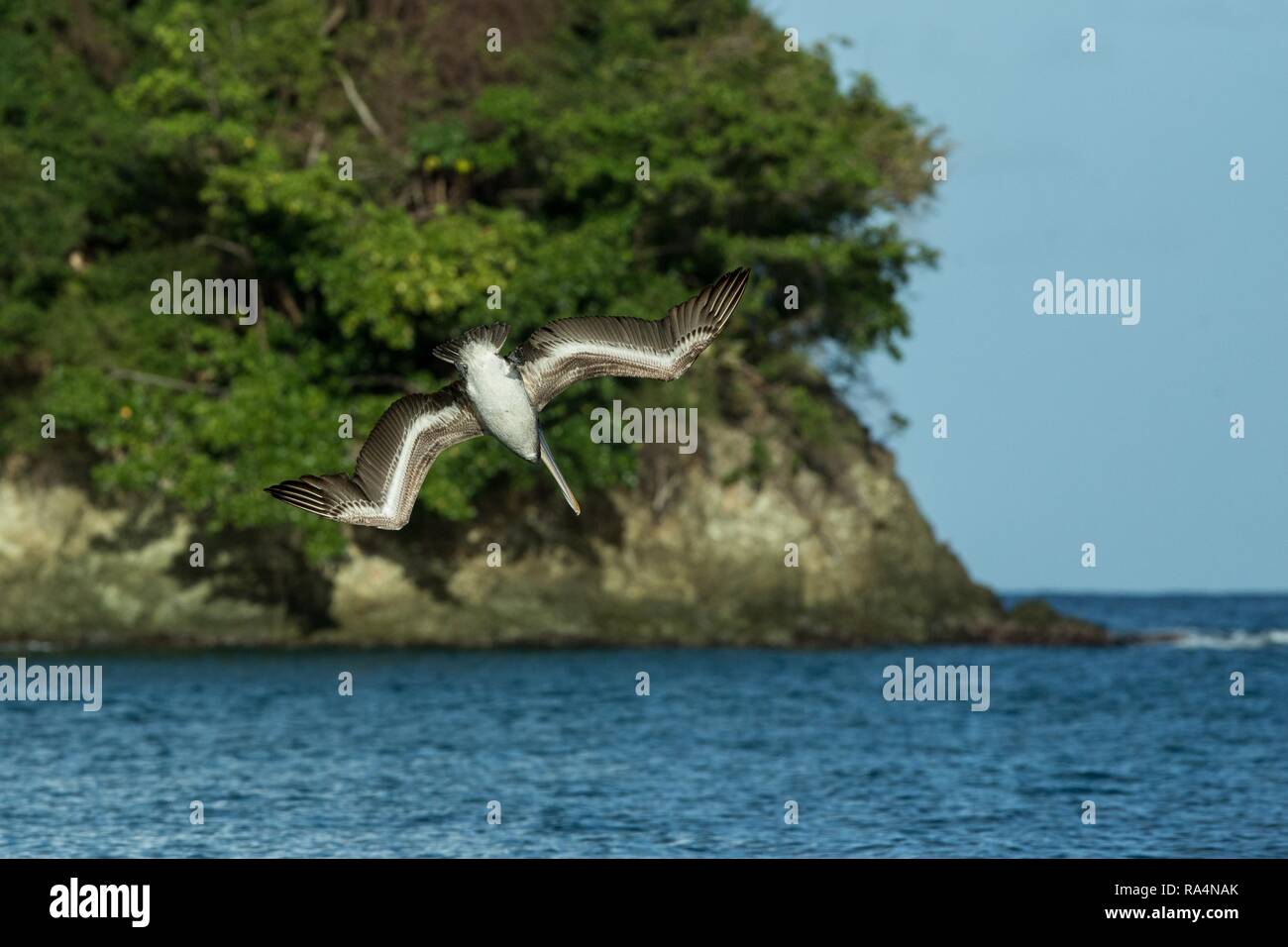 Angeln Brauner Pelikan, Pelecanus occidentalis Fliegen mit ausgestreckten Flügeln in Richtung Meer, Tobago Insel. Wildlife Szene aus karibischen Natur, exotische Ein Stockfoto