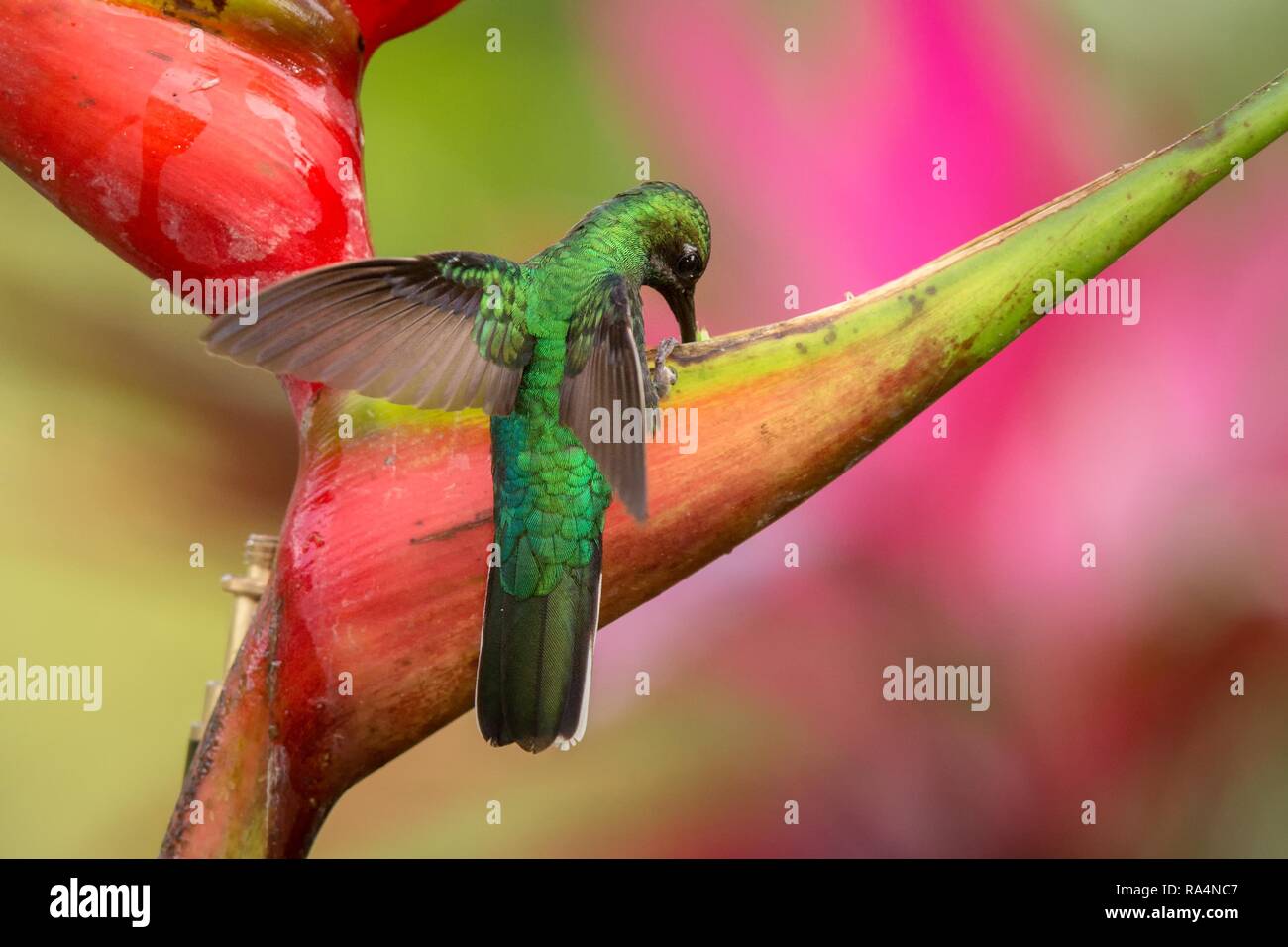 White-tailed sabrewing sitzen auf rote Blume, Karibik tropischer Wald, Trinidad und Tobago, natürlicher Lebensraum, schöne Kolibri Nektar saugen, Col Stockfoto