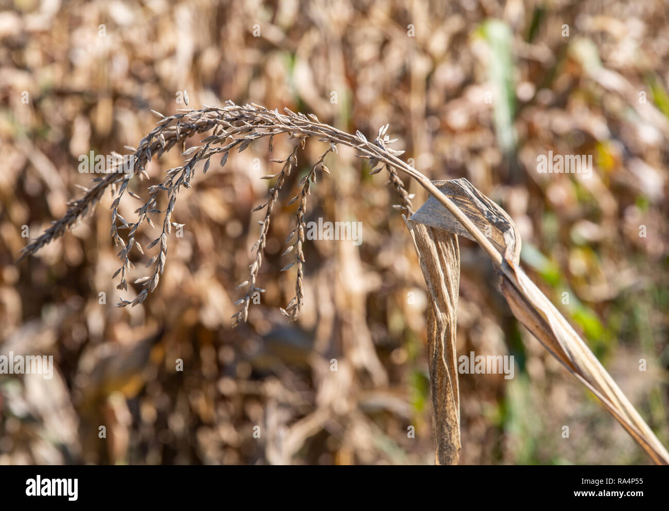 Reifen Mais im Feld. Bereich der Mais. Ernte im Herbst. Stockfoto