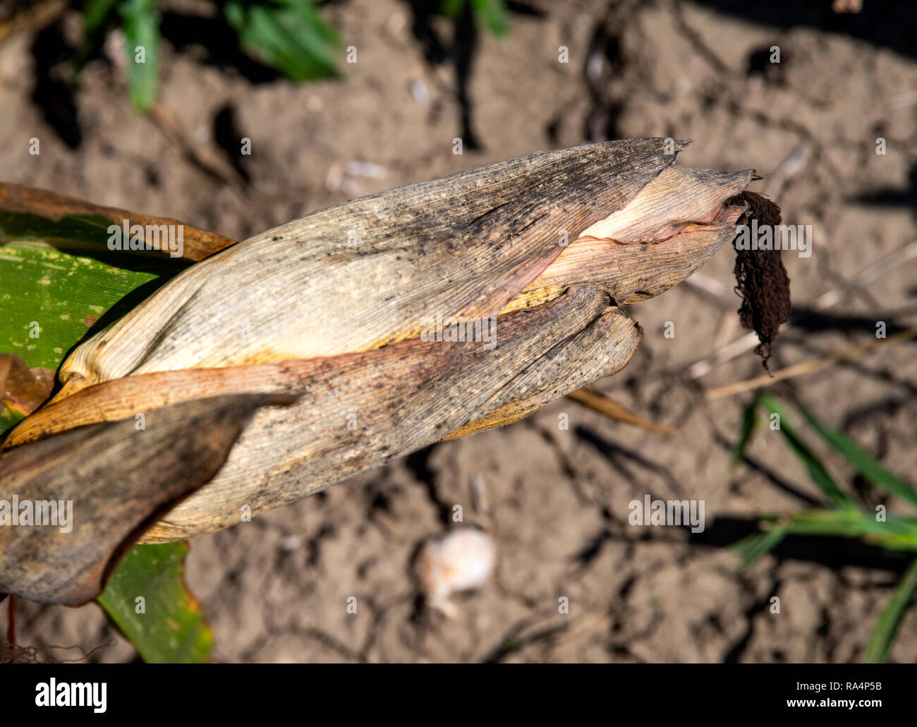 Getrockneter Mais nach der Dürre Stockfoto