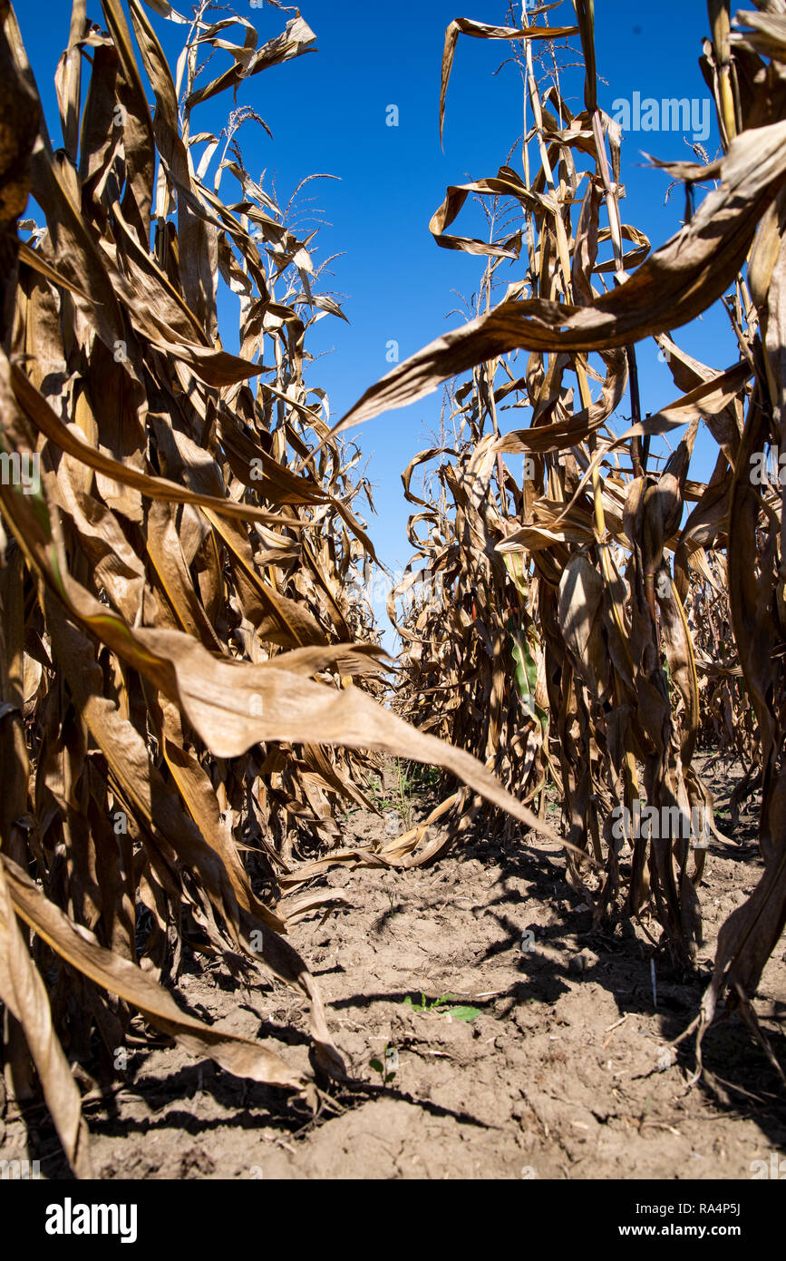 Reifen Mais im Feld. Bereich der Mais. Ernte im Herbst. Stockfoto