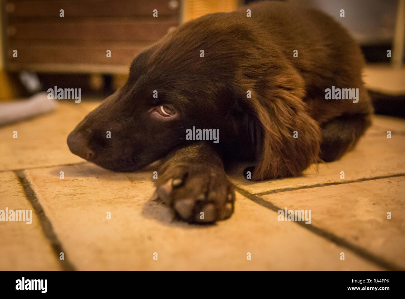 Retriever Stockfoto