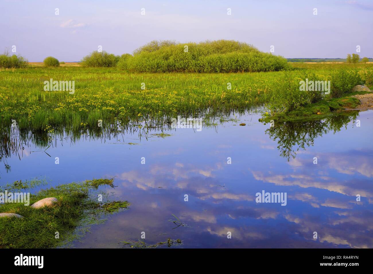 Panoramablick von Feuchtgebieten mit frühen Frühjahr grünes Gras und Holz in Biebrza River Wildlife Refuge im Nordosten Polens. Stockfoto