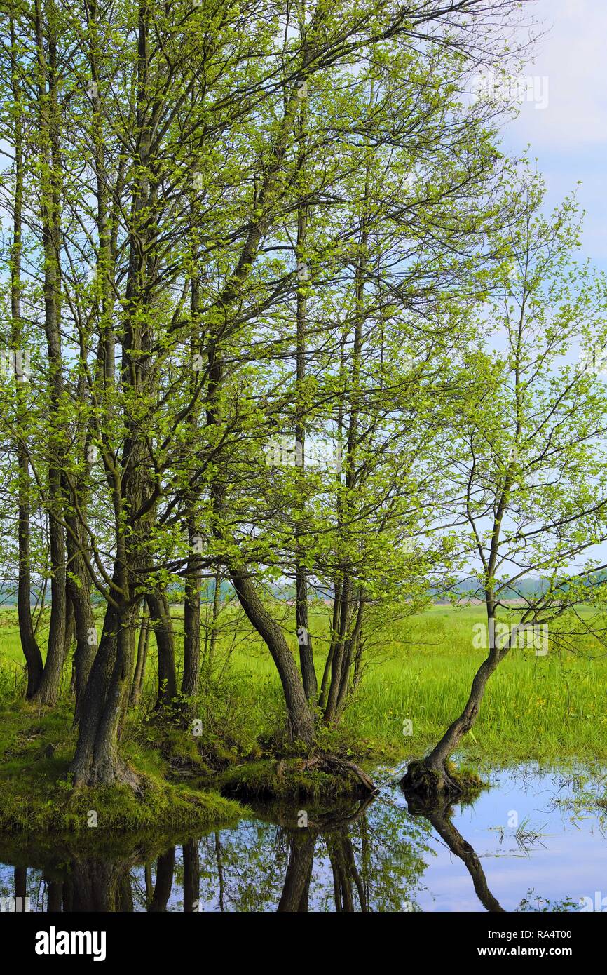 Panoramablick von Feuchtgebieten mit frühen Frühjahr grünes Gras und Holz in Biebrza River Wildlife Refuge im Nordosten Polens. Stockfoto