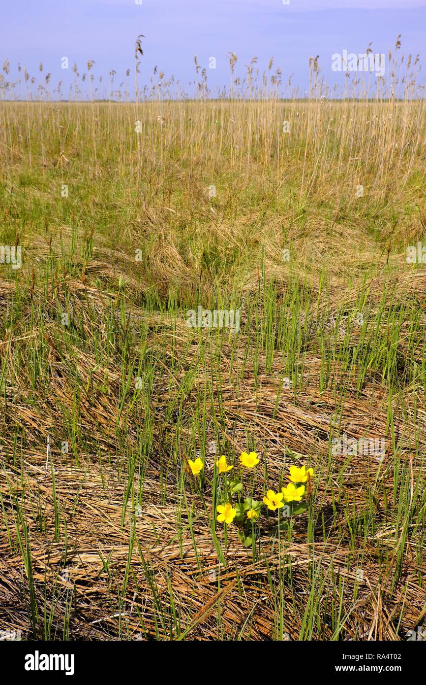 Panoramablick von Feuchtgebieten mit frühen Frühjahr Reed mit sumpfdotterblume in Biebrza River Wildlife Refuge im Nordosten Polens. Stockfoto