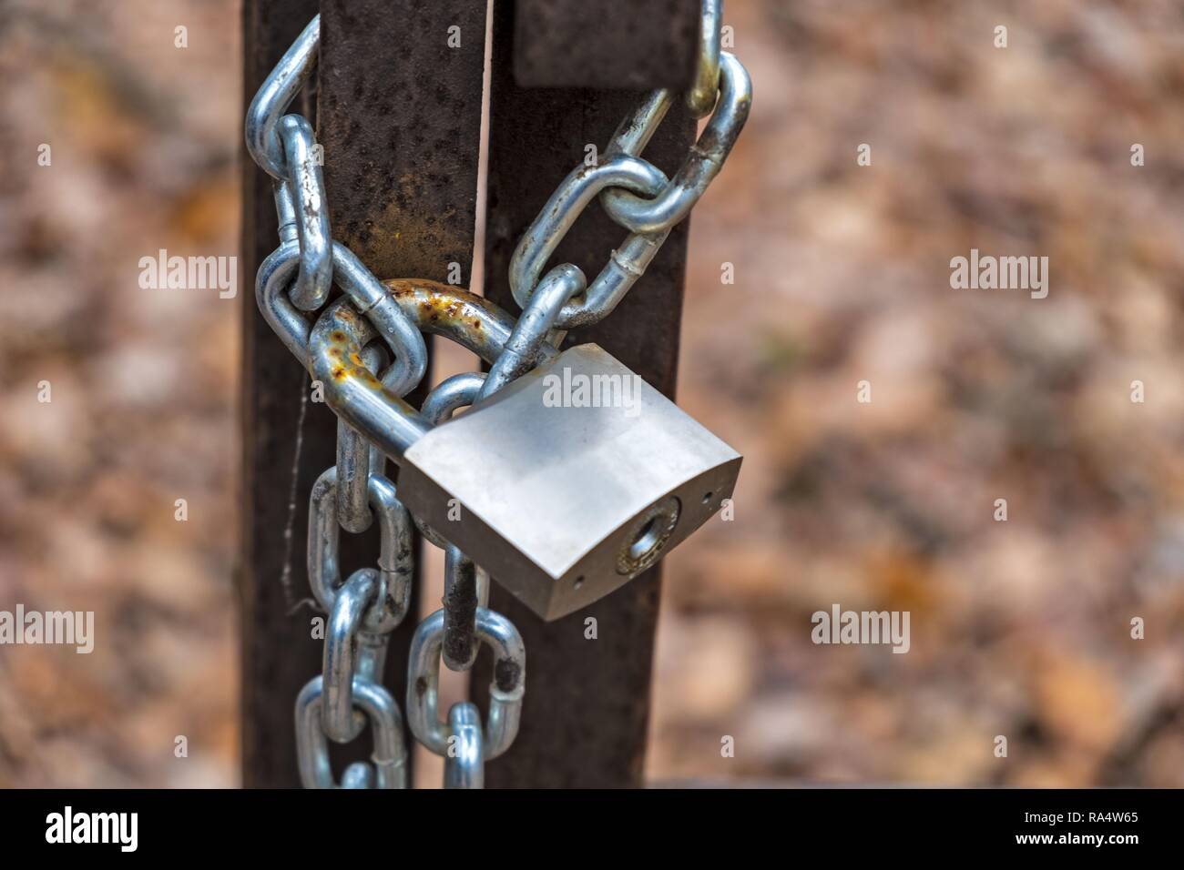 Metall silber Vorhängeschloss auf ein Bügeleisen vintage Tor und einer Kette gesichert, mit rotem Herbstlaub im Hintergrund. Stockfoto