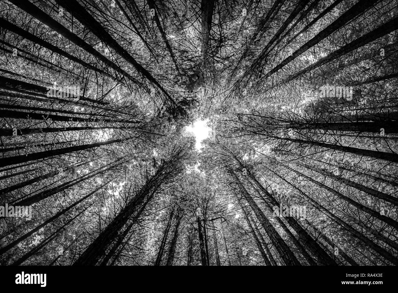 Hohe Bäume im Redwood Forest gesehen von unten in Infrarot Schwarzweiß-Effekt. Natur Hintergrund Konzept Stockfoto