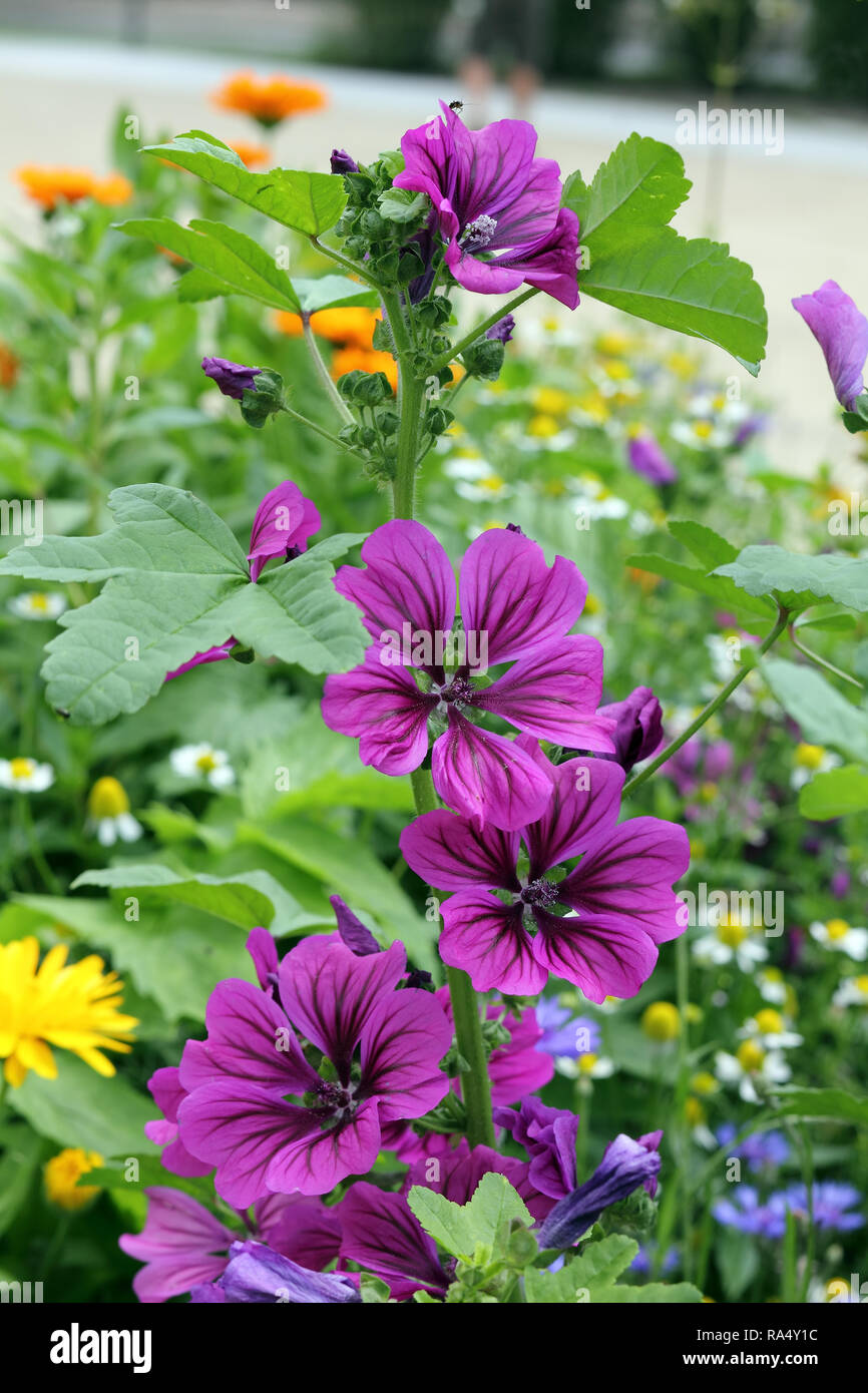Malva sylvestris var mauritiana Fotos und Bildmaterial in hoher
