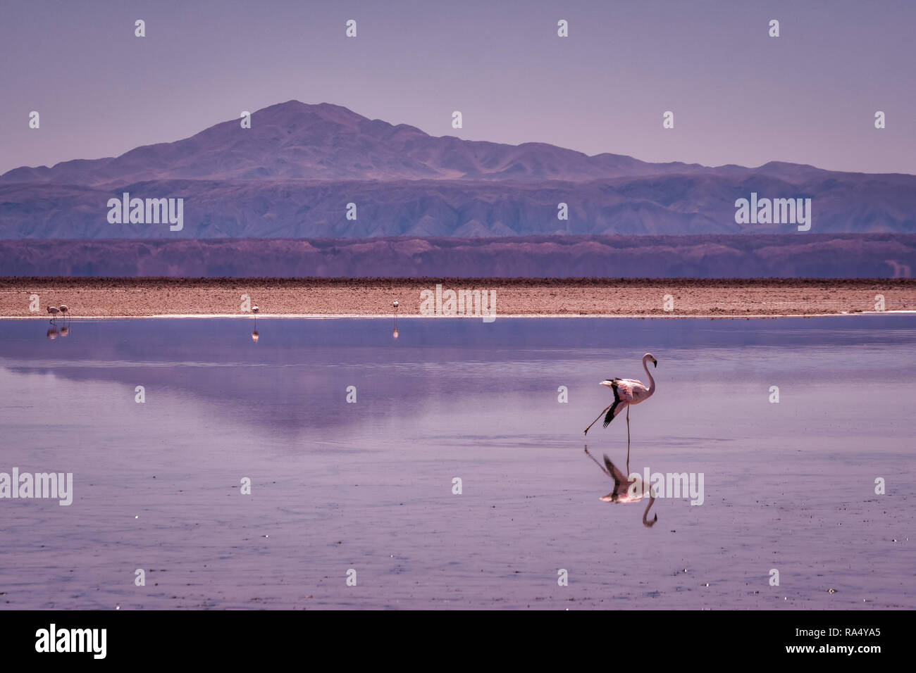 Rosa Flamingo zu Fuß durch seichtes Wasser in die Atacama-wüste, Chile, mit Bergkulisse und Reflexionen. Stockfoto