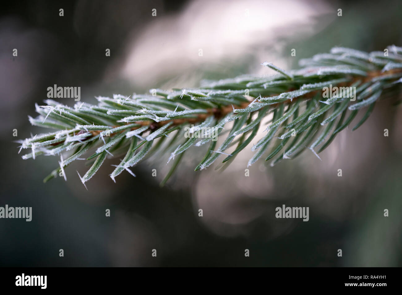 Nahaufnahme einer Tanne Zweig mit Rauhreif im Winter Stockfoto
