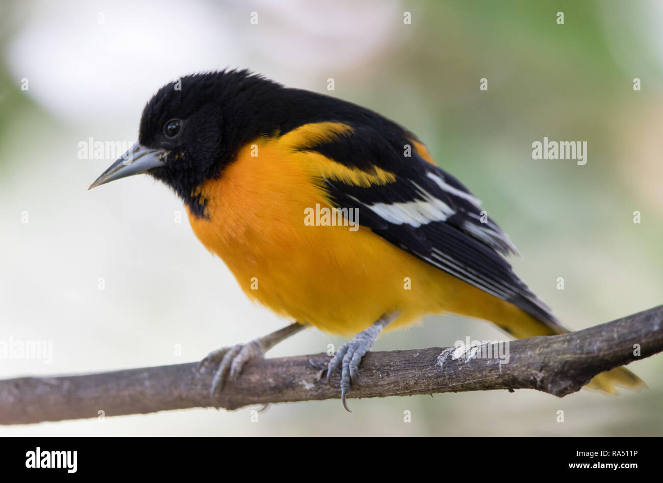 Baltimore Oriole (Icterus galbula) Stockfoto