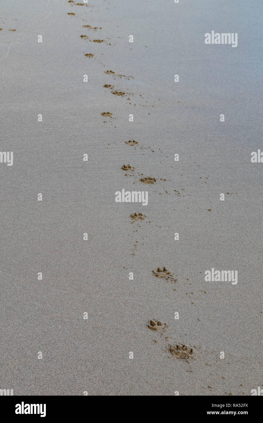 Hund Pfotenabdrücke im sand Stockfoto