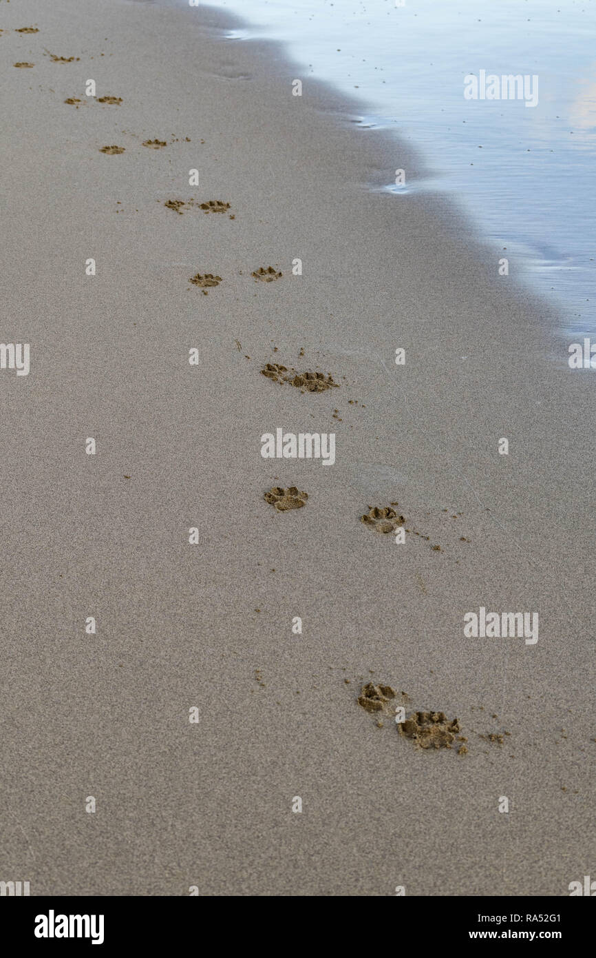Hund Pfotenabdrücke im sand Stockfoto
