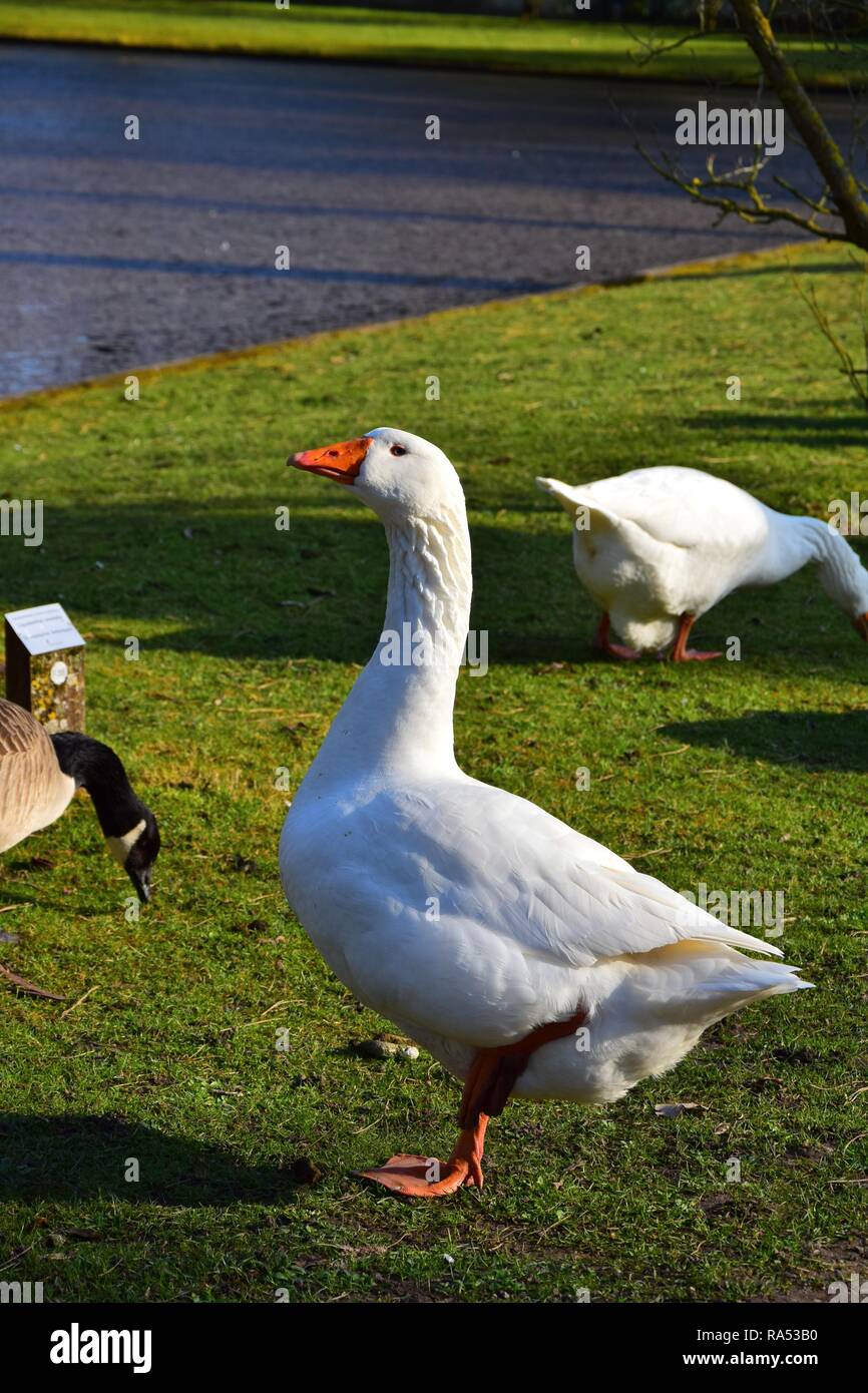 Weißer gänsefuß Fotos und Bildmaterial in hoher Auflösung Alamy