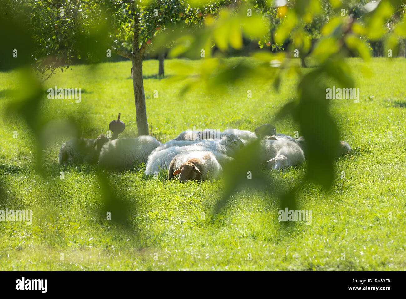 Schafe von Willow Schafherde Schafherde Schafe der Weide; Schafe auf der Weide Stockfoto
