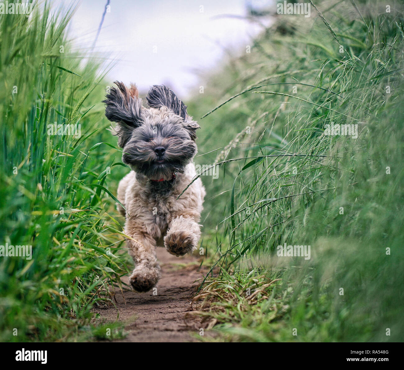 Eine kleine haarige Hund läuft schnell durch eine Wiese mit seinem Fell fliegen und die Füße vom Boden Stockfoto