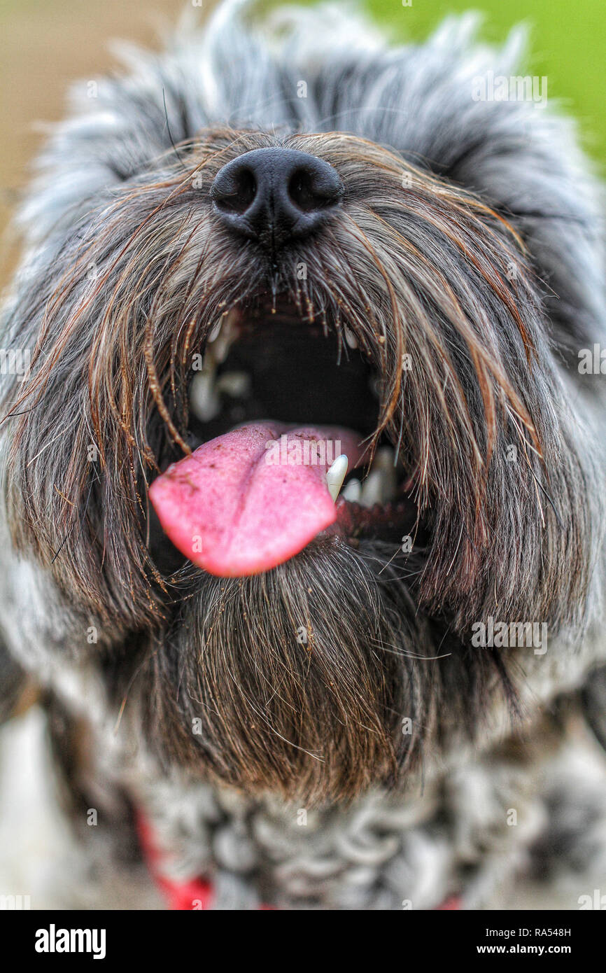 Der Kopf einer sehr haarigen Hund mit seinen Mund weit geöffnet und die Zunge heraus haften mit Kopie Raum in eine lustige PET-Bild Stockfoto