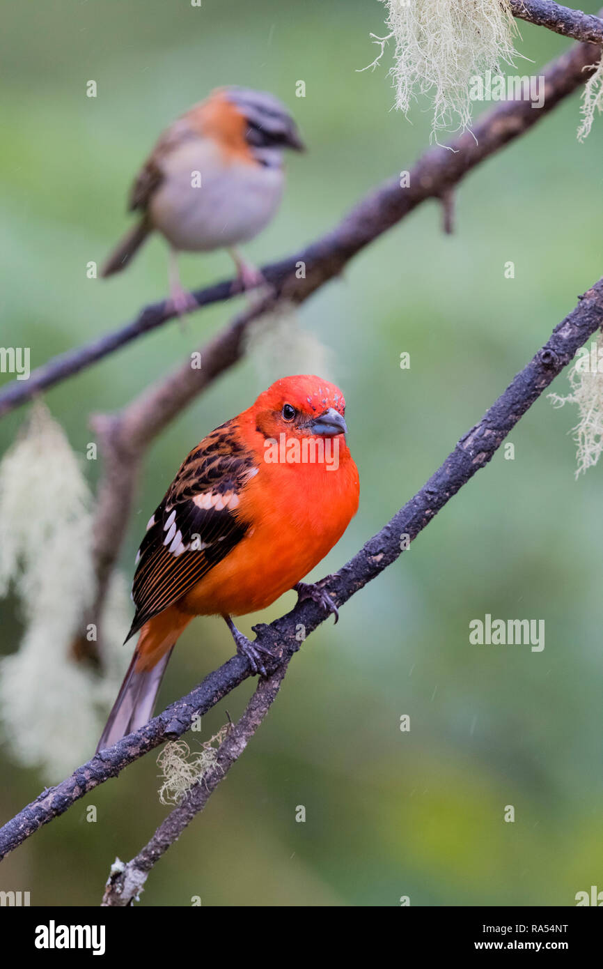 Flamme farbige Tanager und Rufous-collared Spatz, Costa Rica Stockfoto