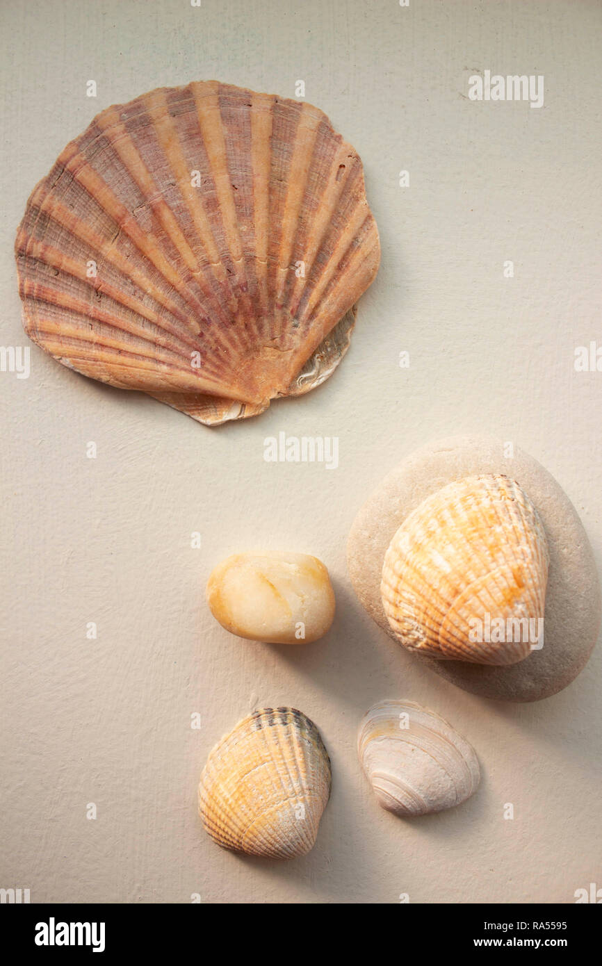 Shell-Stillleben Stockfoto