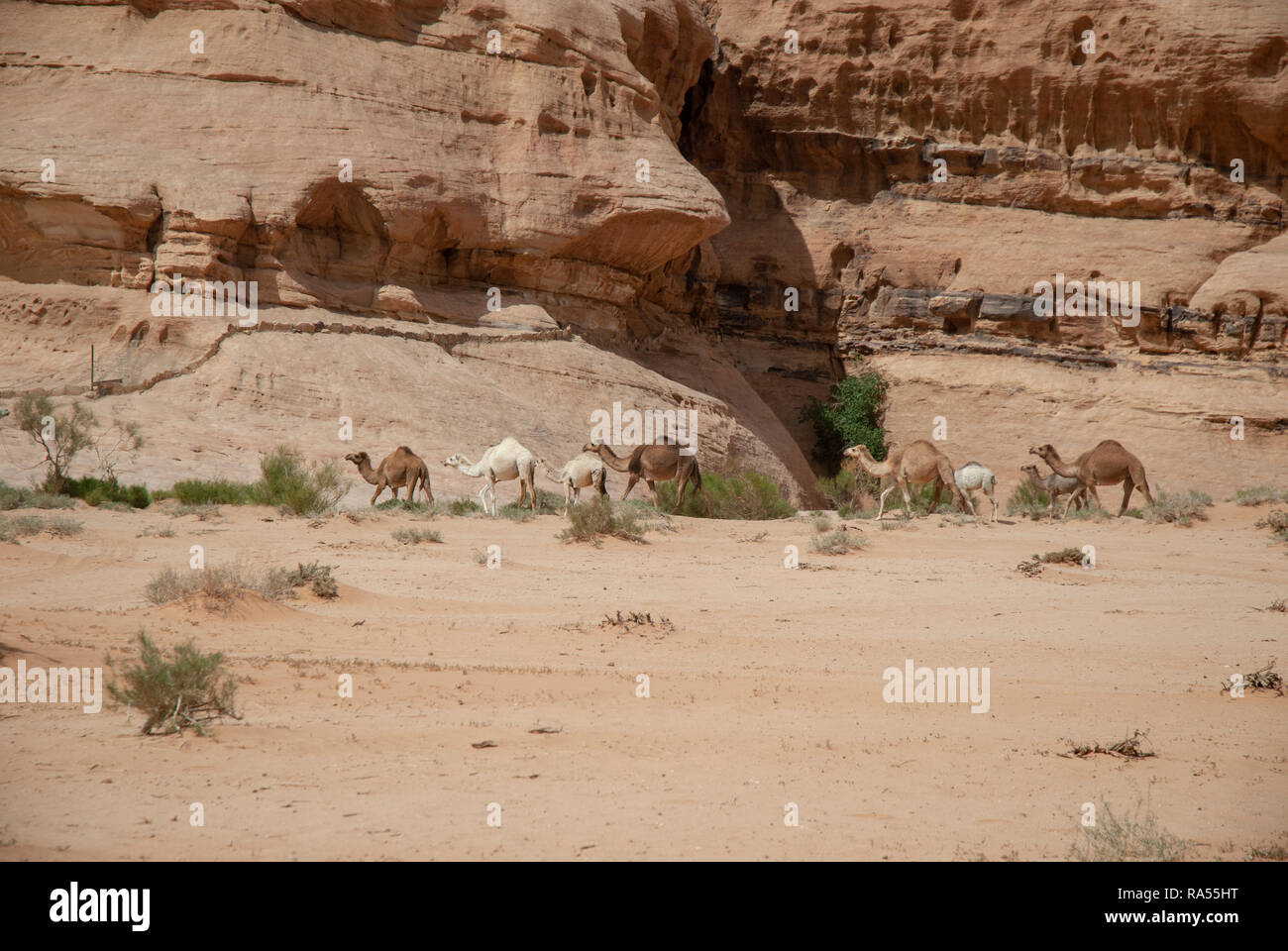 Eine Herde von Dromedar oder arabische Kamele (Camelus dromedarius) zu Fuß in der Wüste. Im Wadi Rum, Jordanien fotografiert. Stockfoto