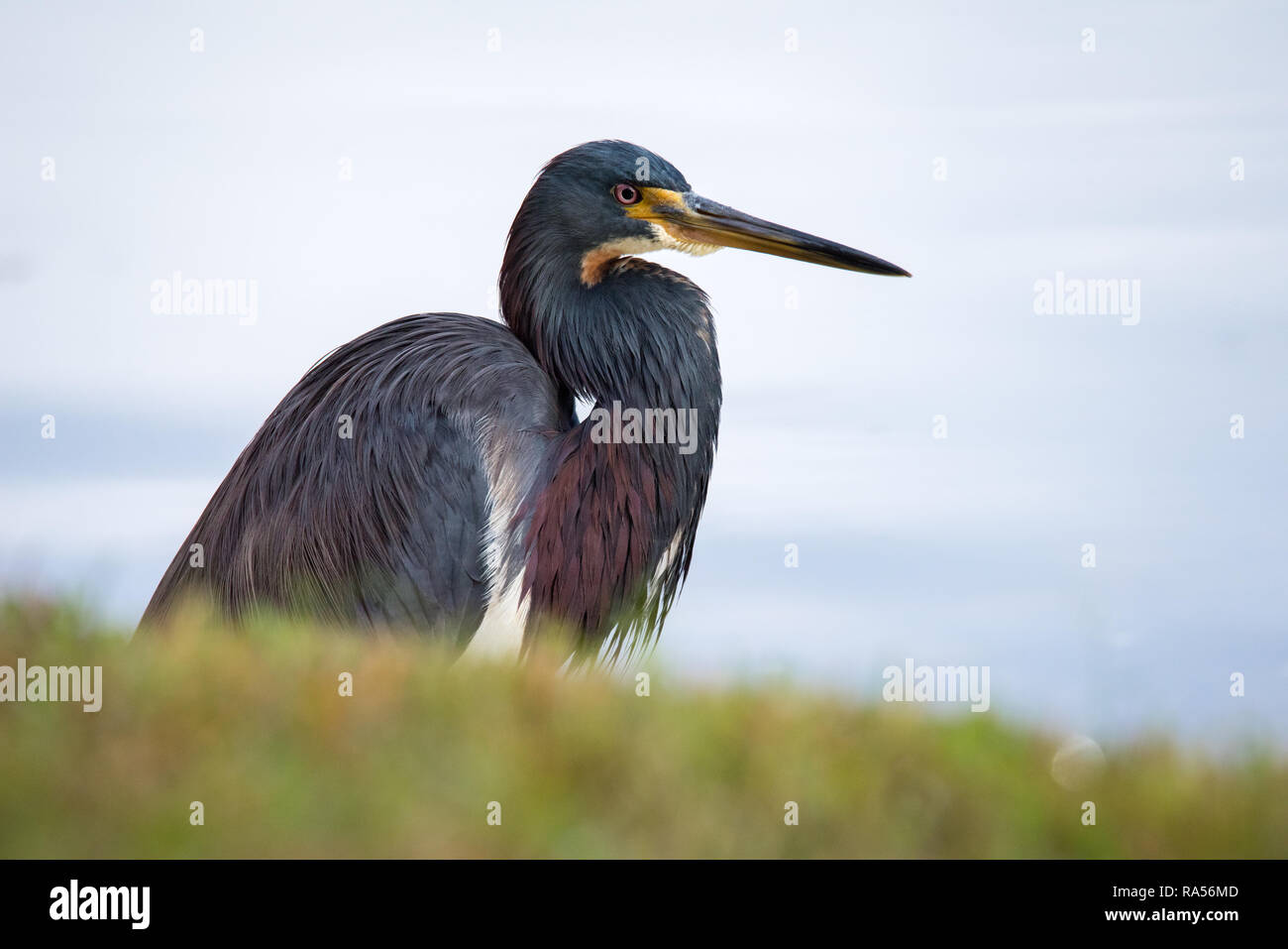 Eine dreifarbige Heron sucht nach einer Mahlzeit am See entlang in Osprey Park, Hunter's Creek, Florida. Stockfoto