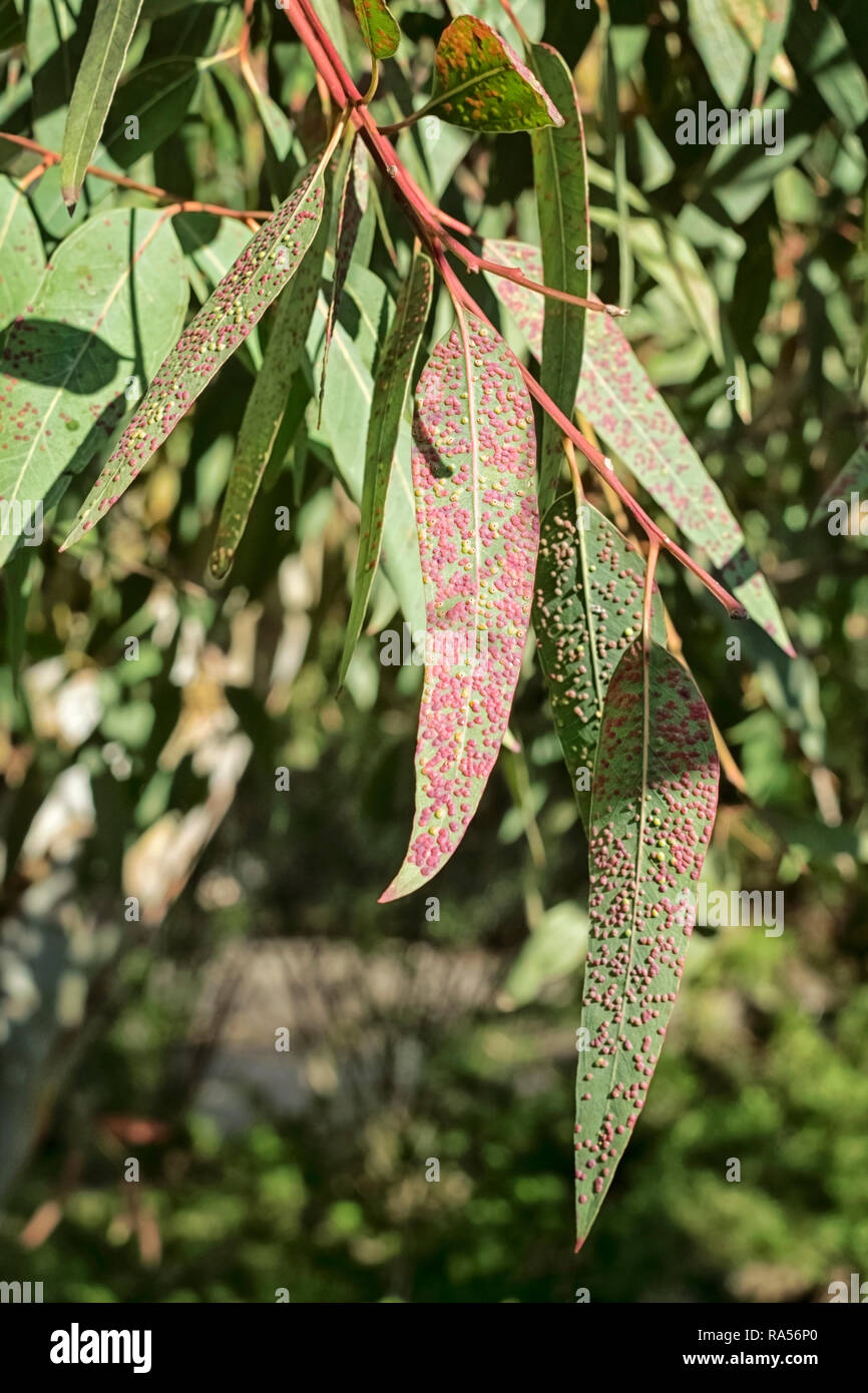 Eukalyptus Blätter, von Rosa und Gelb Gallier, sonnigen Tag draußen betroffen Stockfoto