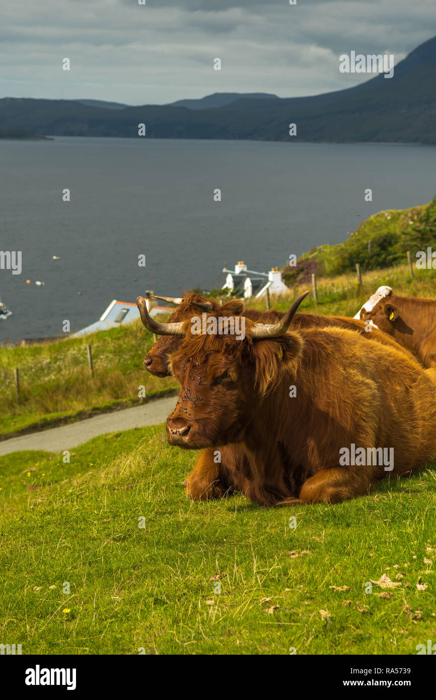 Entspannende Highland Rinder an der Küste der Isle of Skye in Schottland Stockfoto