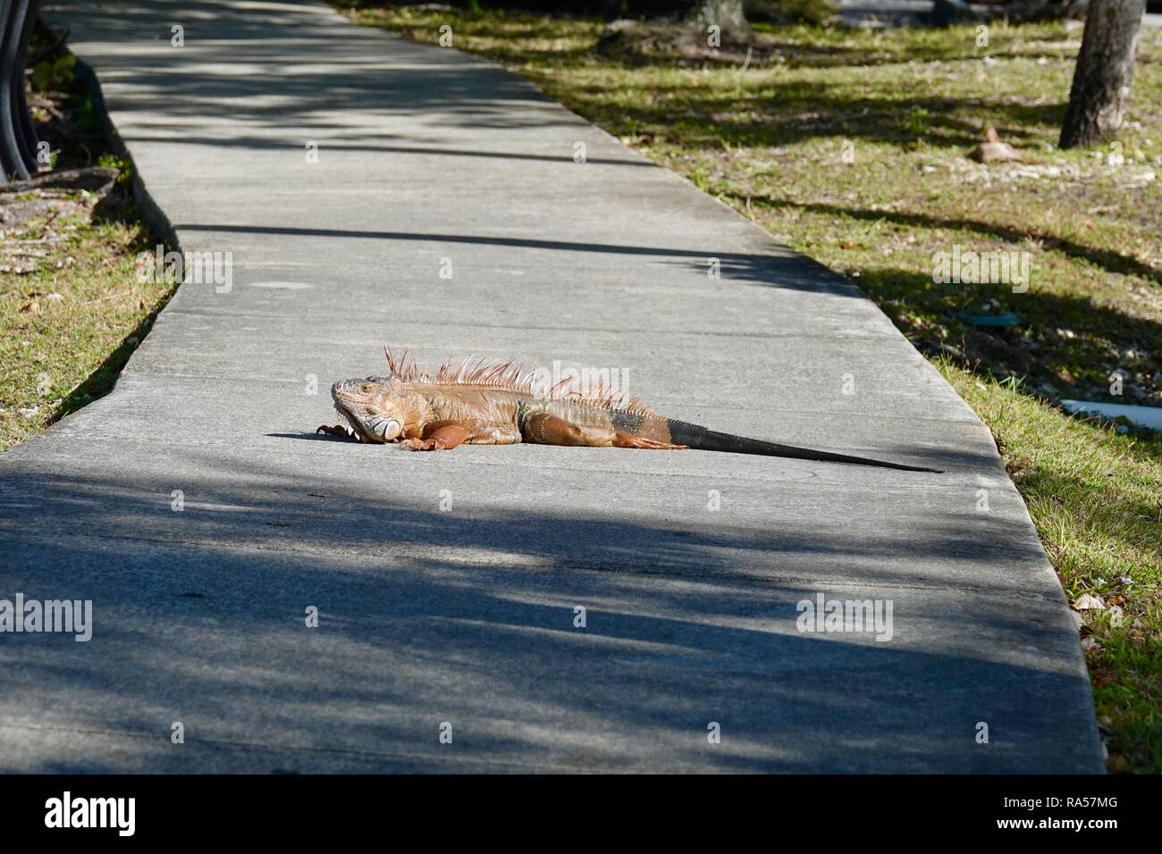 Großes wild Iguana ausgestreckt über Gehweg, Miami, Florida, USA. Stockfoto