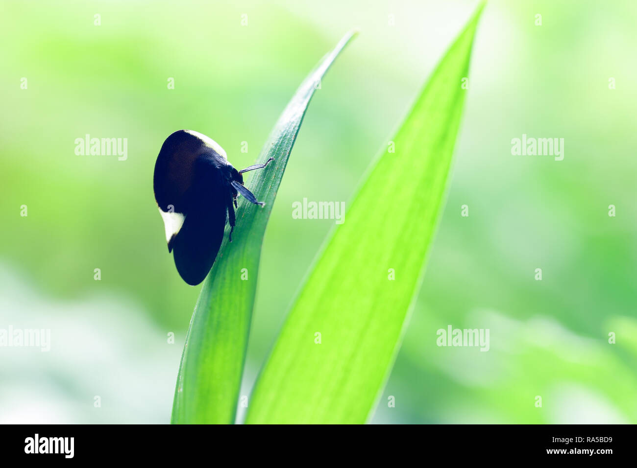 Das schwarz-weiße treehopper (membracidae) aus dem brasilianischen Atlantischen Regenwald, Minas Gerais. Stockfoto