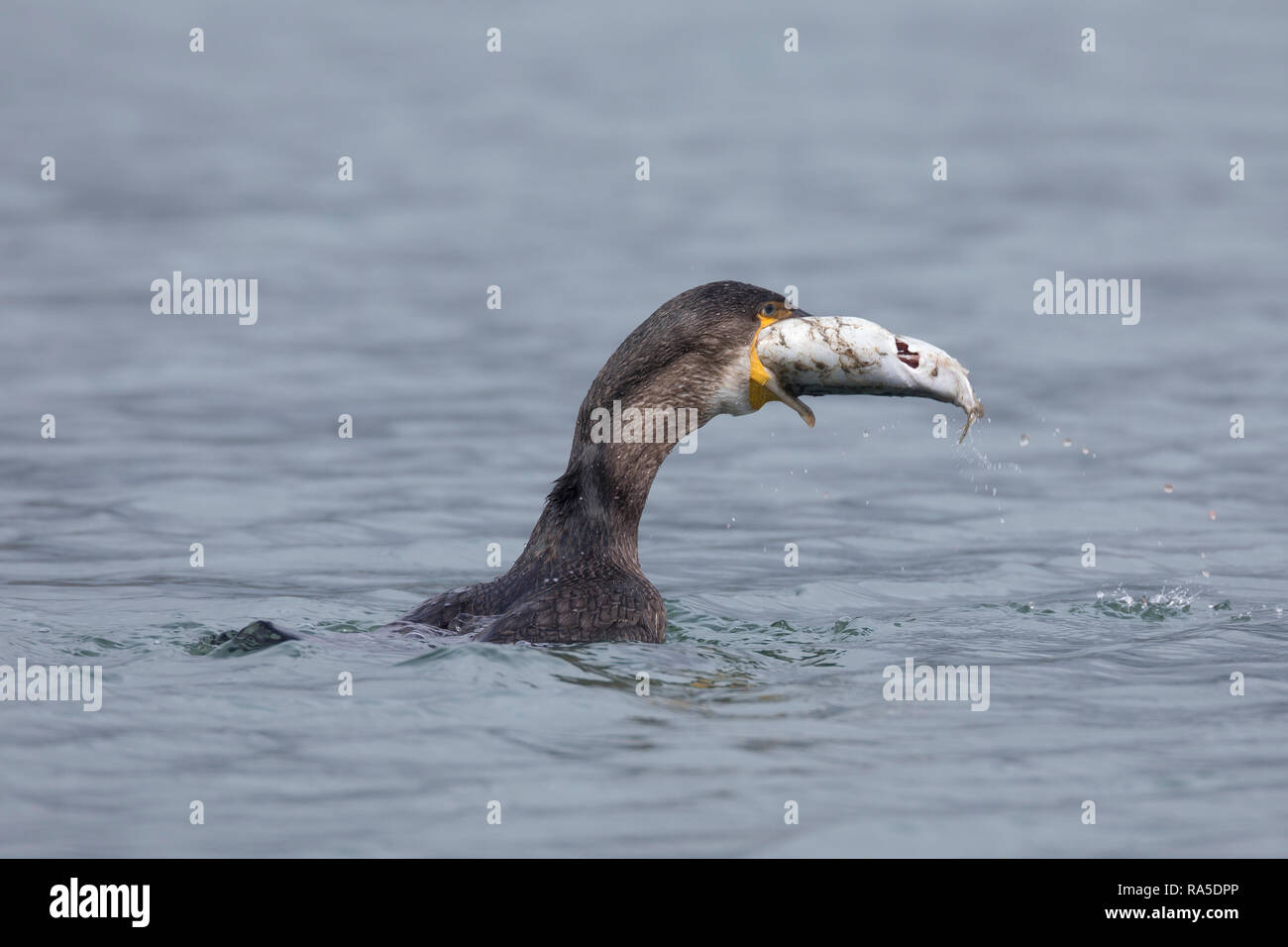 Kormoran, mit Erbeuteter Markrele, Fisch, Beute, schluckt Sterben relativ große Beute komplett ab, Phalacrocorax carbo, Kormoran, große schwarze Knolle Stockfoto